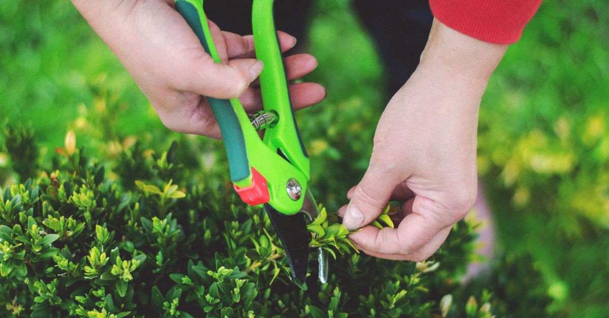 découvrez les meilleures techniques d'élagage pour entretenir vos arbres et arbustes, favoriser leur croissance et embellir votre jardin.